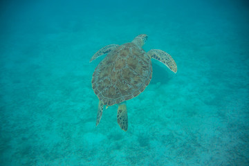 Naklejka premium Green Sea Turtle Swimming