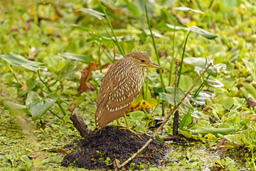 Immature Black-Crowned Night Heron in a swamp