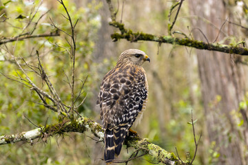 Red-Shouldered in the Forest