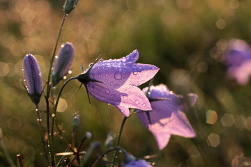 Rundblättrige Glockenblume mit Morgentau