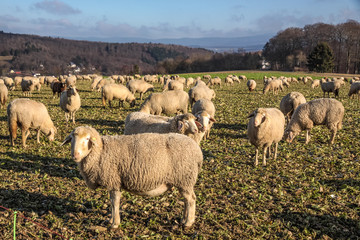 Fototapeta premium Schafherde im Taunus