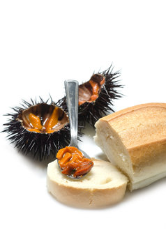 ricci di mare con pane
