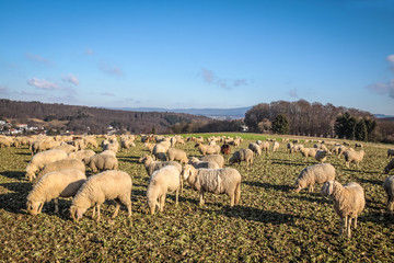 Fototapeta premium Schafherde im Taunus