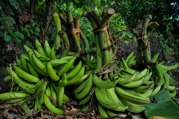 Culture of Bananas in Isla Ometepe, Nicaragua