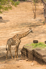 giraffe eating