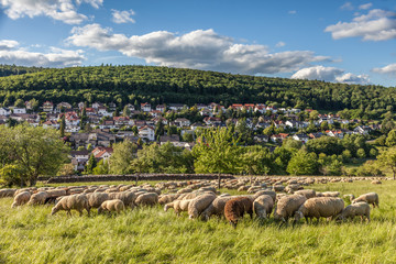Obraz premium Schafherde im Taunus