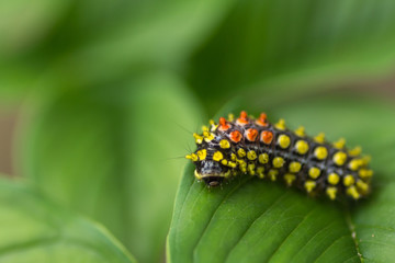 worm on green leaf