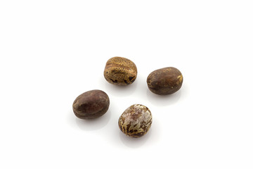 Rubber Seeds,hevea brasiliensis.
