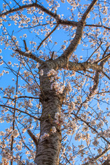 Fototapeta premium Yoshino cherry blossom in full bloom