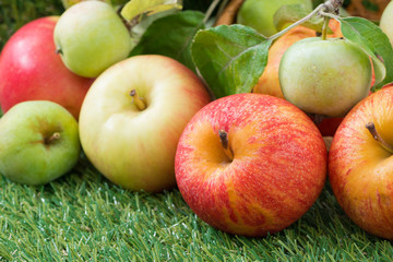 fresh garden apples on green grass