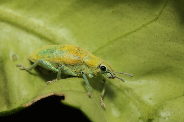 close up green weevil on leaf