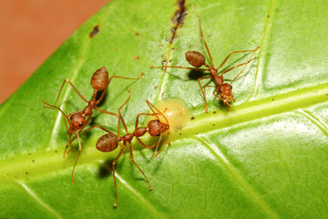 Three red ant on green leaf