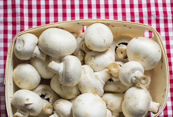 Champignons