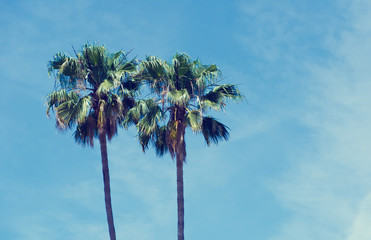 Obraz premium Palm trees (vintage effect)
