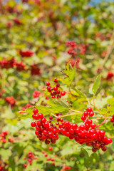 Red  berries from close in sunlight