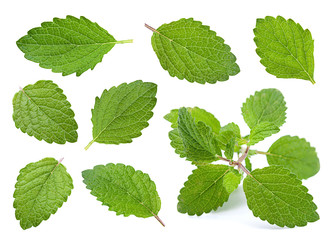 Lemon melissa herb