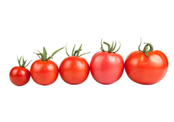 tomatoes constructed in a row isolated on white background
