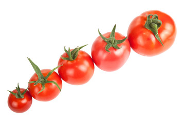 tomatoes constructed in a row isolated on white background