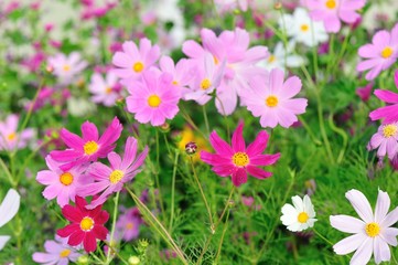 Beautiful cosmos flowers blooming in tibet 