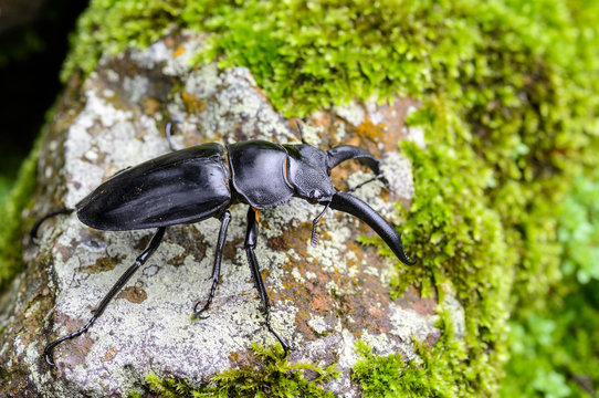 Stag Beetle  on nature Background