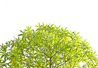 green leaf on white background