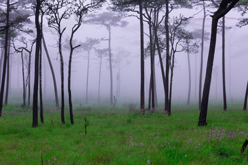 Pine forest with mist and wildflowers field