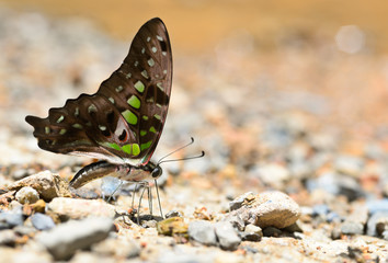 Fototapeta na wymiar tailed jay butterfly close up