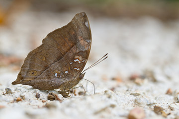 Autumn Leaf butterfly close up