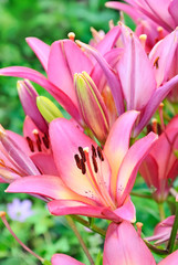Obraz premium Pink lily (Lilium) flower