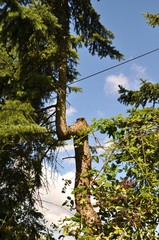 Fototapeta premium Baum wächst um Kabel herum