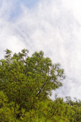 Green tree