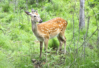 Sika   deer