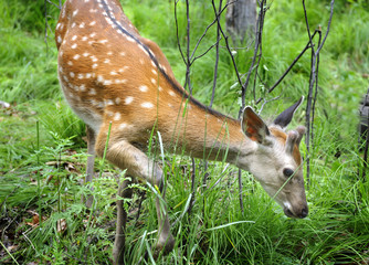 Sika   deer