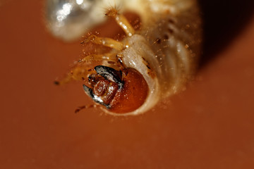 May beetle larvae - Melolontha melolontha