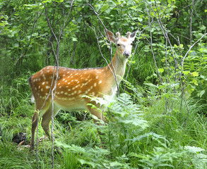 Sika   deer