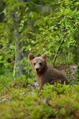 Naklejka na ściany i meble Bear cub in the forest