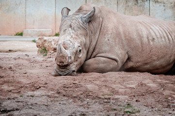 Fototapeta premium nashorn