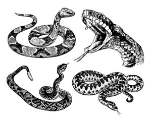 Obraz premium Snakes