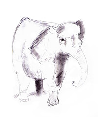 Fototapeta premium elephant