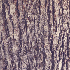 Texture écorce de bois - Vintage