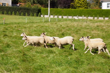 Troupeau de moutons en train de courir