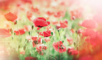 Meadow with poppy flowers (wild poppy)