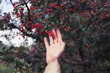 Hand of a young woman picking berries