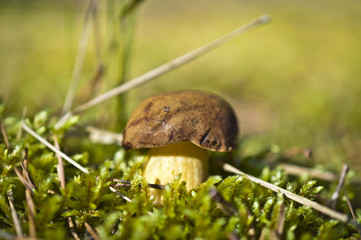Waldpilze Maronen