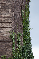climbing plants on towers's wall