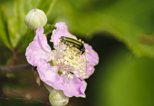 Insetto su fiore