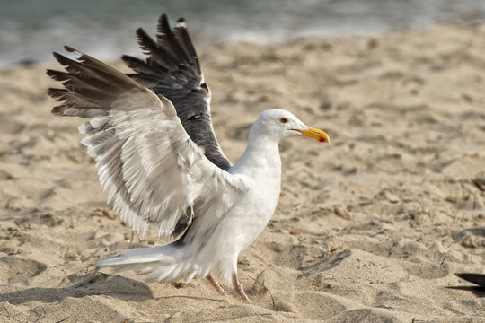 seagull on sandy beach