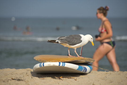 seagull on surf board on sandy beach