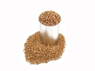 dried coriander seeds in can on white