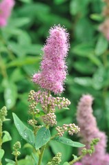 Douglas Spirea (Spiraea douglasii)